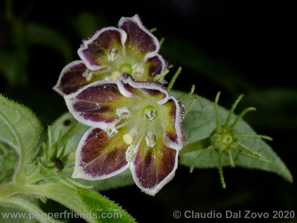 und_fiori-boccioli_02.jpg