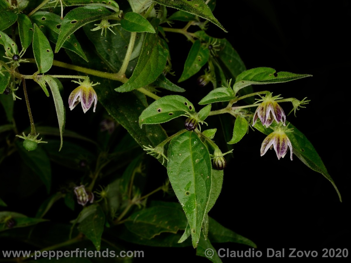und_foglie-fiori_01.jpg