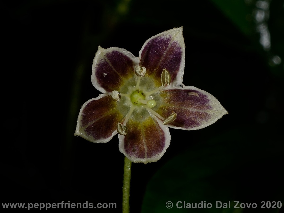 und_sch-piccola-fiore_02.jpg