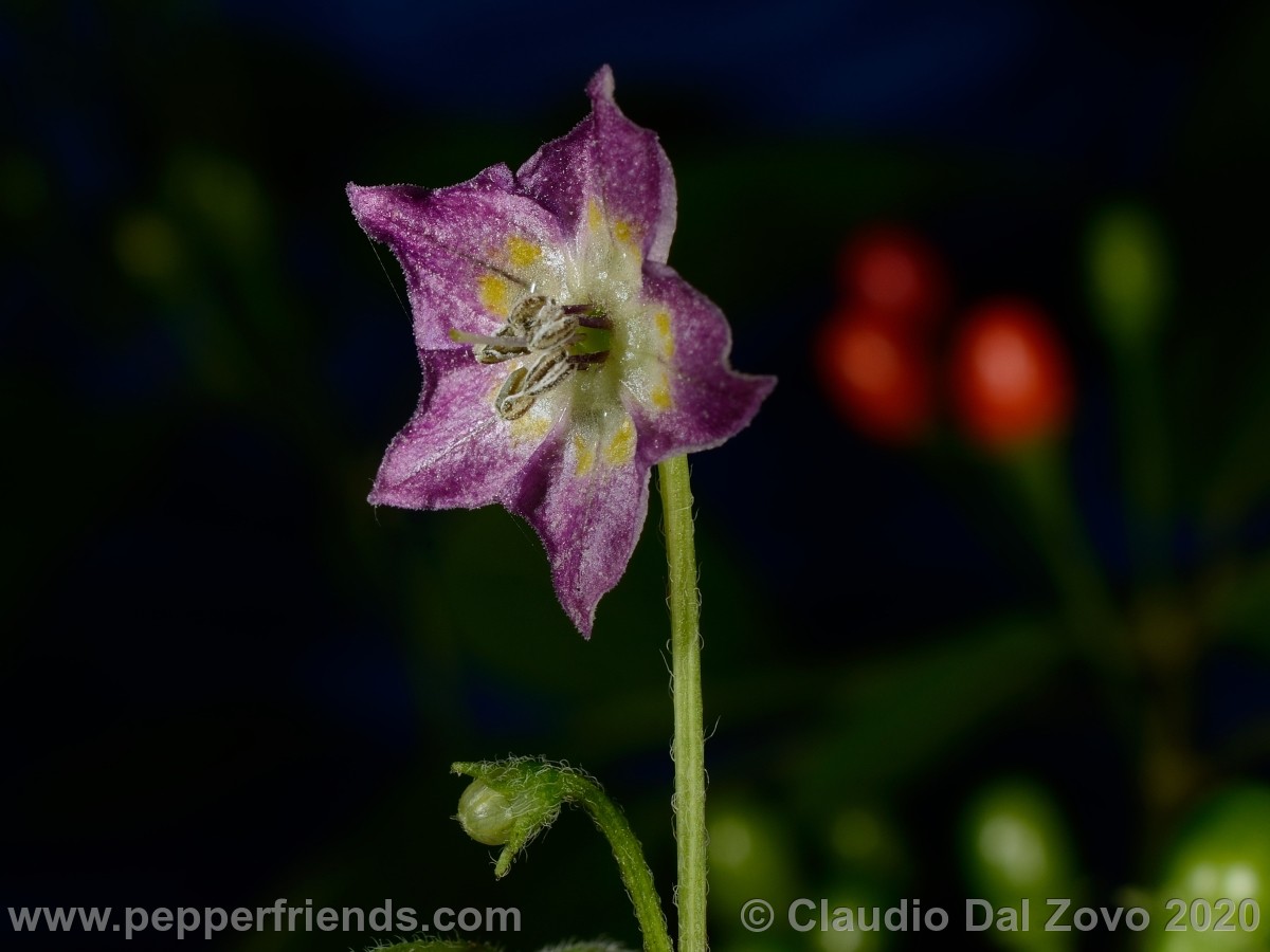 praetermissum_fiore_01.jpg