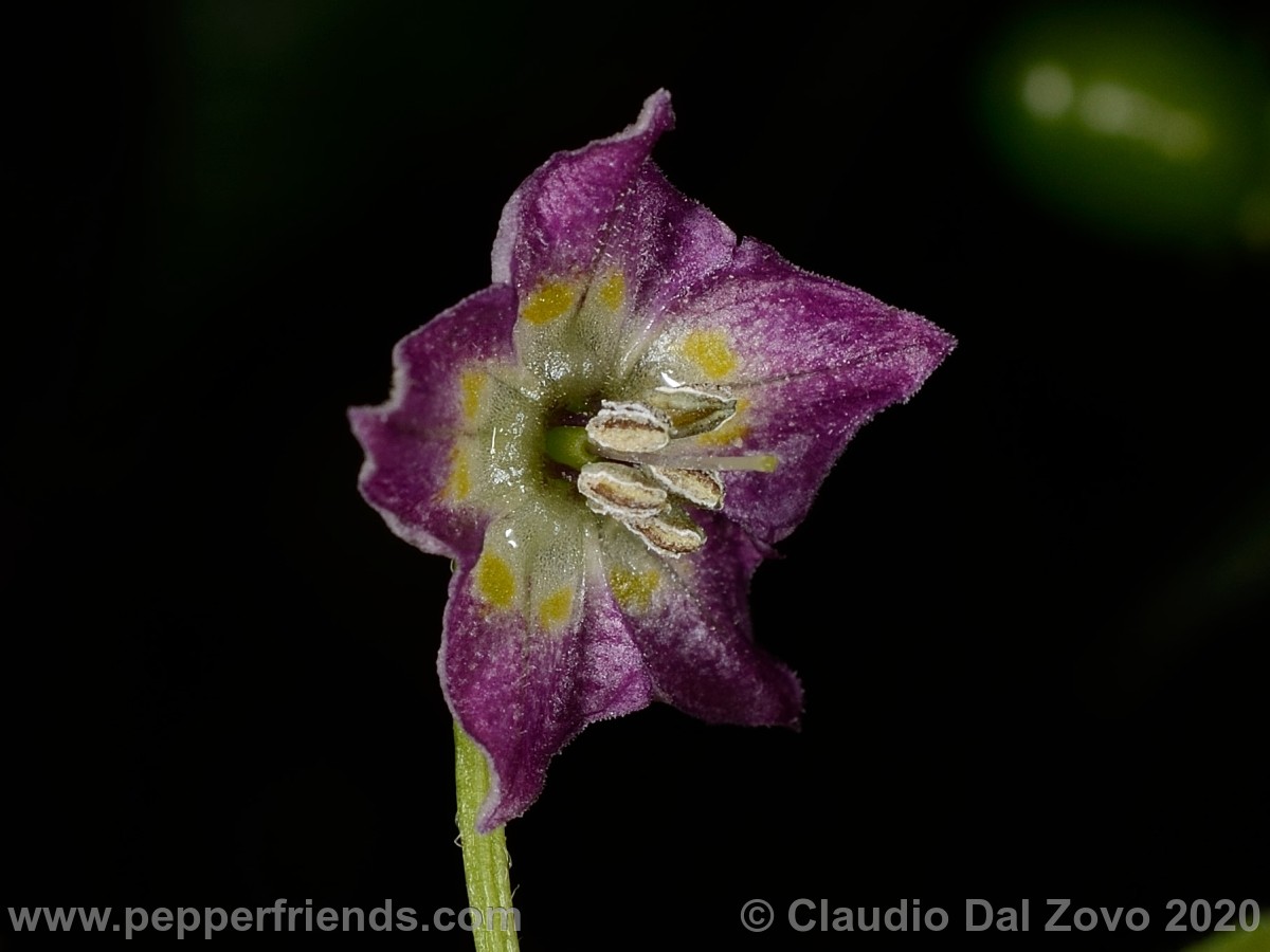 praetermissum_fiore_02.jpg