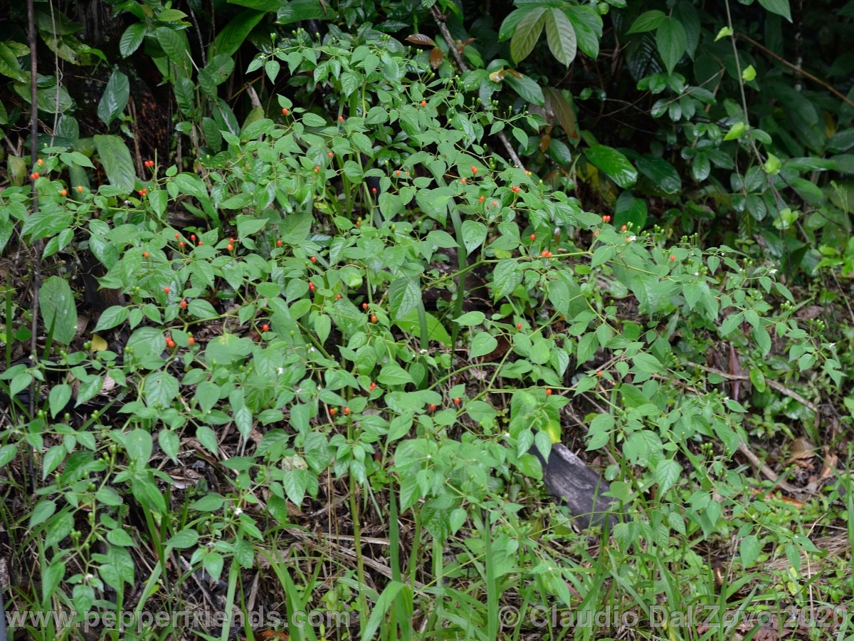 praetermissum_pianta_01.jpg