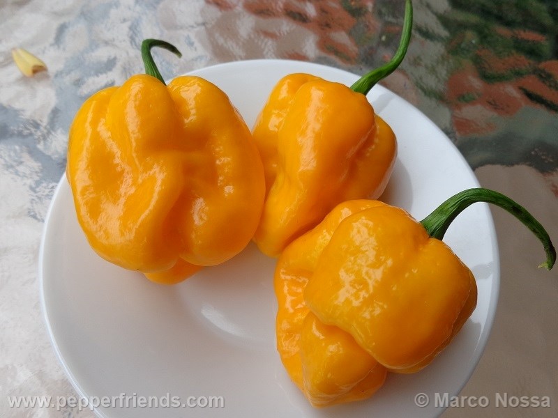7pod-yellow_001_frutto_03.jpg