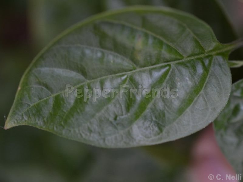CAP691-redfire_001_foglia_02.jpg