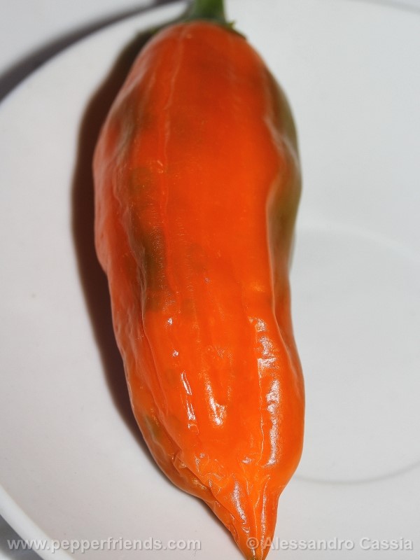 aji-amarillo_002_frutto_02.jpg