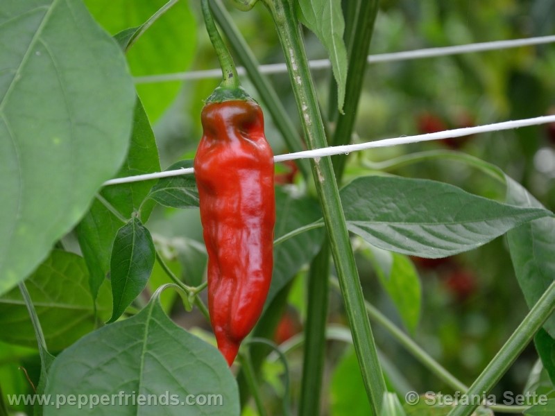 aji-angelo_001_frutto_09.jpg