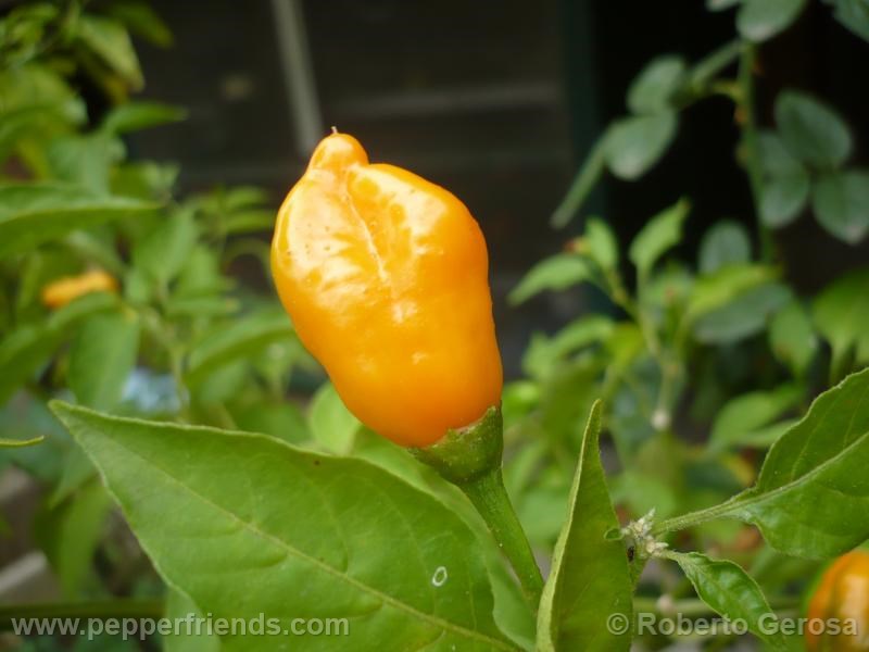 aji-mango_001_frutto_03.jpg