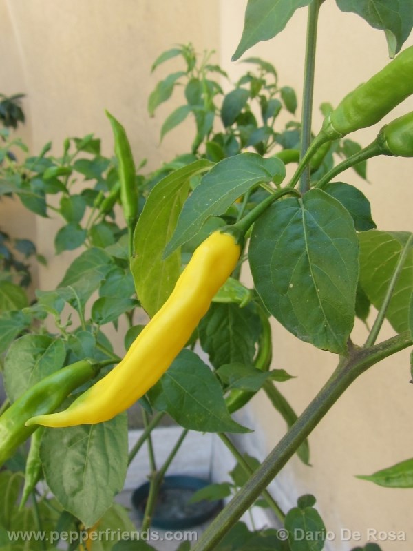 aji-pineapple_001_frutto_06.jpg