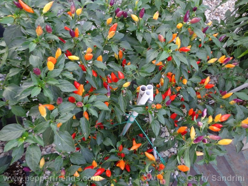 arcobaleno_001_pianta_04.jpg