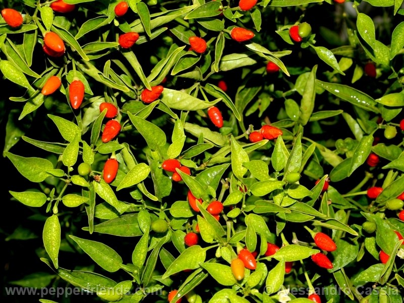 baccatum-var-baccatum_004_pianta_05.jpg