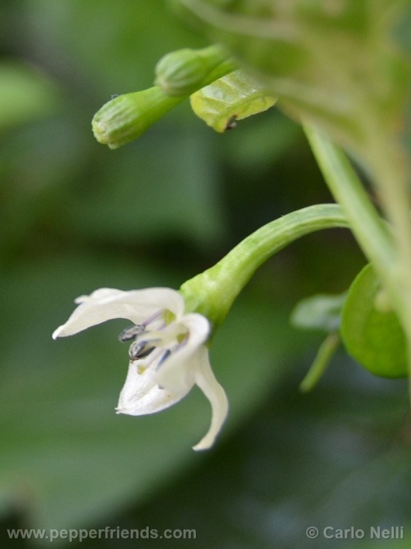 bahamian-goats-pepper_001_fiore_01.jpg