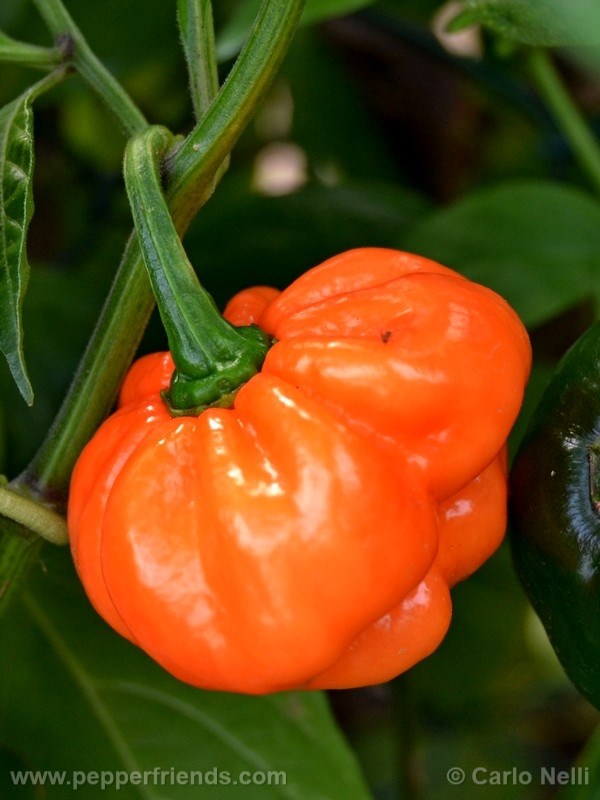 bahamian-goats-pepper_001_frutto_04.jpg