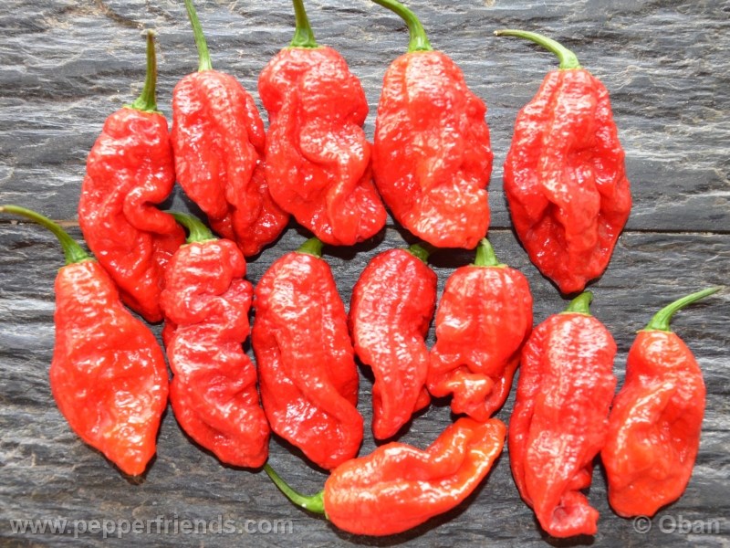 bhut-indian-carbon_001_frutto_14.jpg