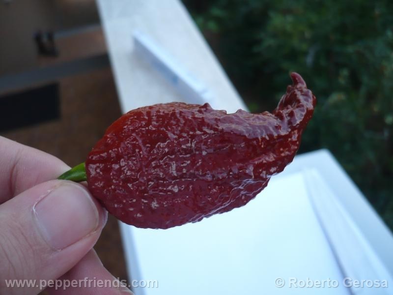 bhutlah-chocolate_001_frutto_04.jpg