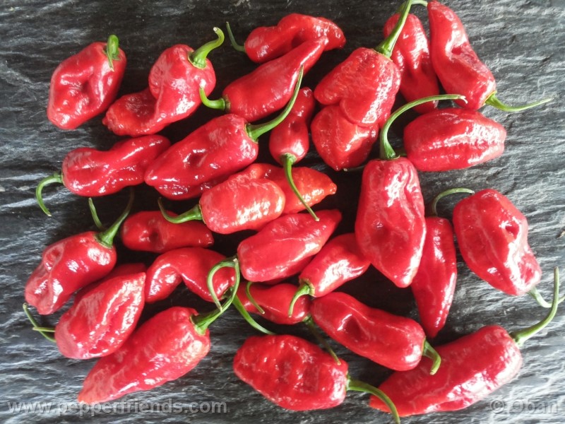 bhutlah-red_001_frutto_30.jpg