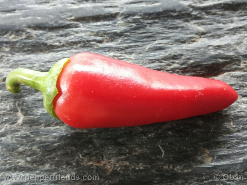 bobs-pickling_001_frutto_19.jpg