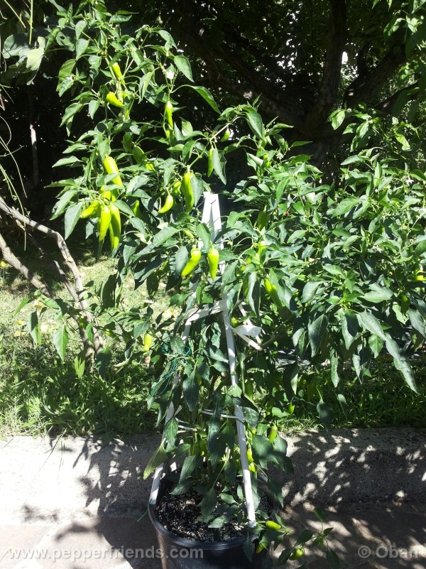 bobs-pickling_001_pianta_09.jpg