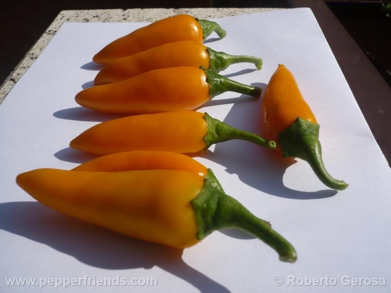 bulgarian-carrot_001_frutto_05.jpg