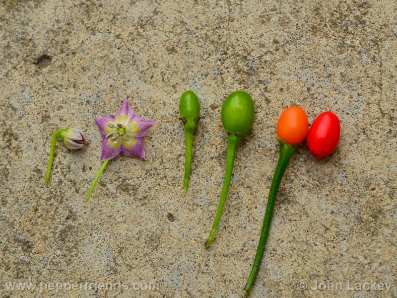 cap1478_001_fiore_09.jpg