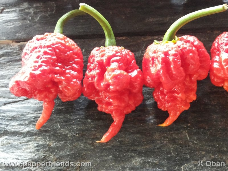 carolina-reaper_001_frutto_30.jpg
