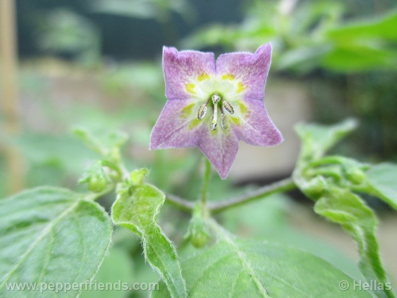 caxixe_002_fiore_01.jpg