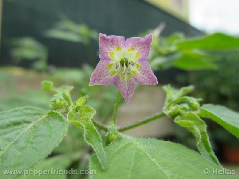 caxixe_002_fiore_02.jpg