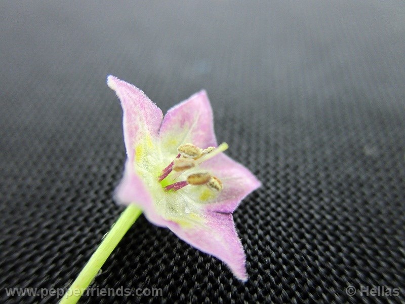 caxixe_003_fiore_03.jpg