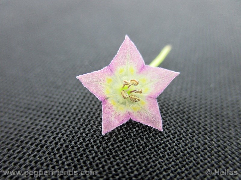 caxixe_003_fiore_04.jpg