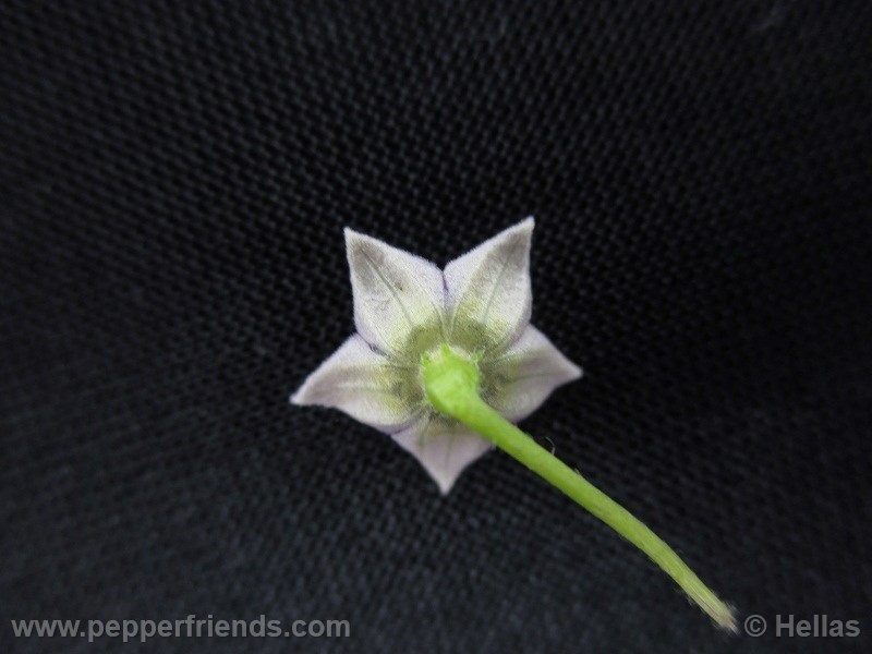 caxixe_003_fiore_05.jpg
