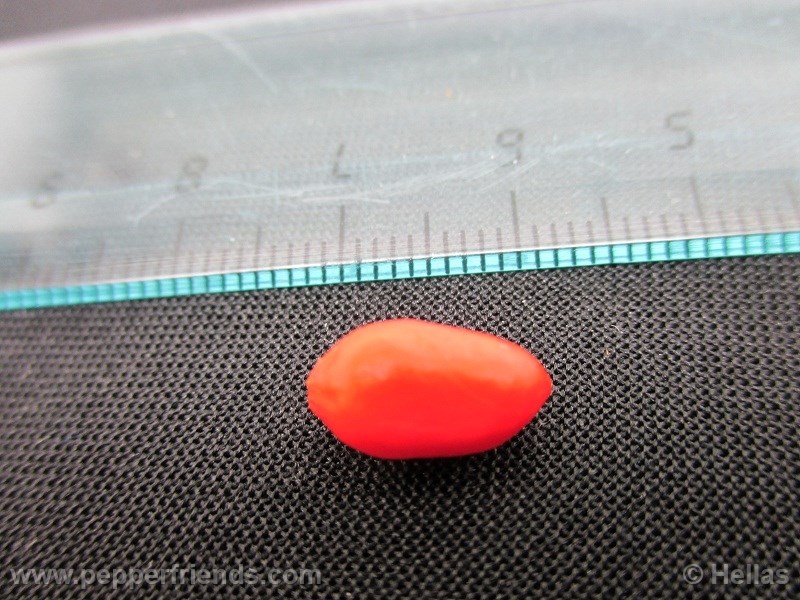 caxixe_003_frutto_06.jpg