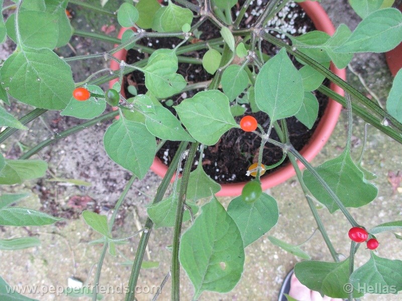 caxixe_003_frutto_08.jpg