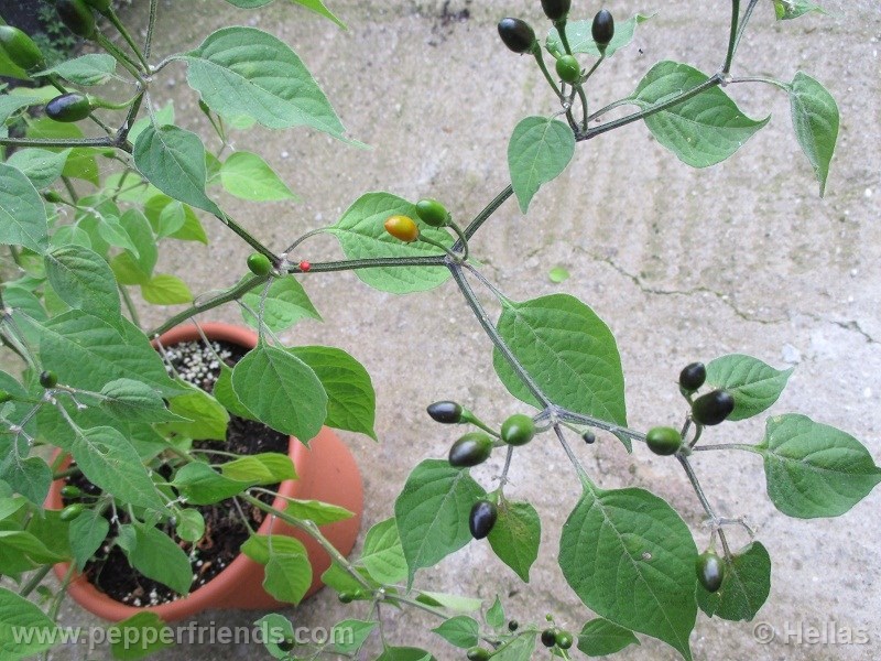 caxixe_003_frutto_10.jpg