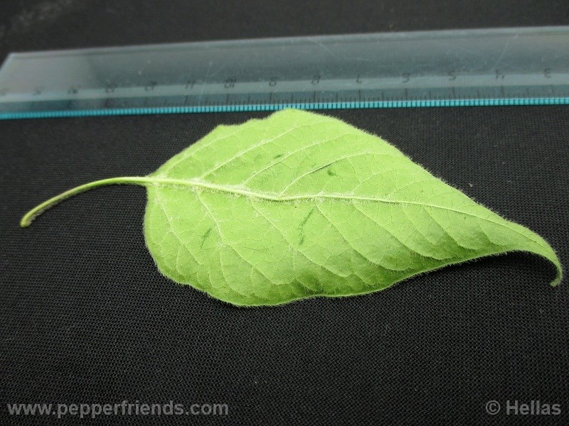 caxixe_003_pianta_02.jpg