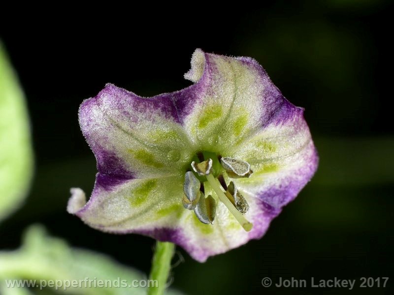 caxixe_004_fiore_01.jpg