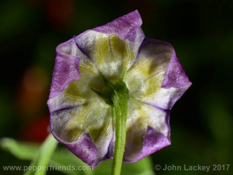 caxixe_004_fiore_02.jpg