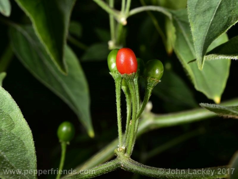 caxixe_004_frutto_04.jpg