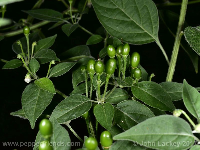 caxixe_004_pianta_10.jpg