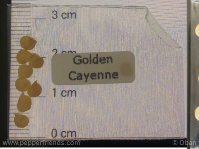 cayenne-golden_001_asemi_01.jpg