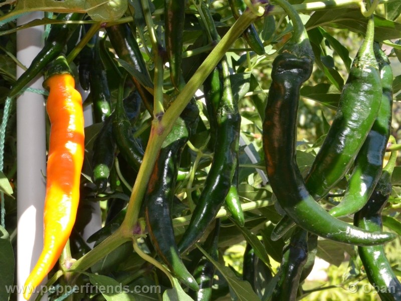 cayenne-golden_001_frutto_06.jpg