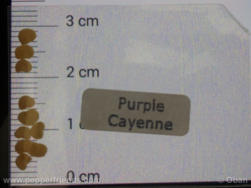 cayenne-purple_001_asemi_%2001.jpg