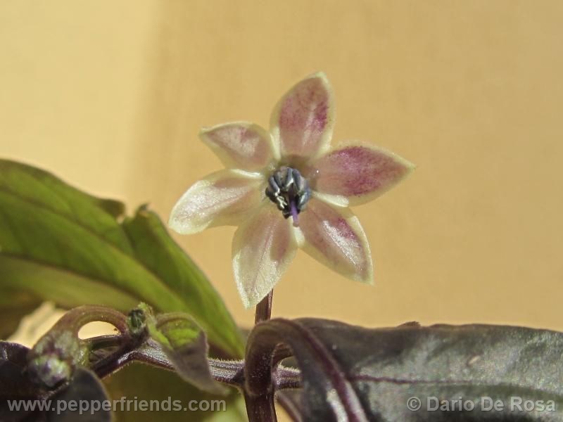 cheiro-roxa_001_fiore_01.jpg