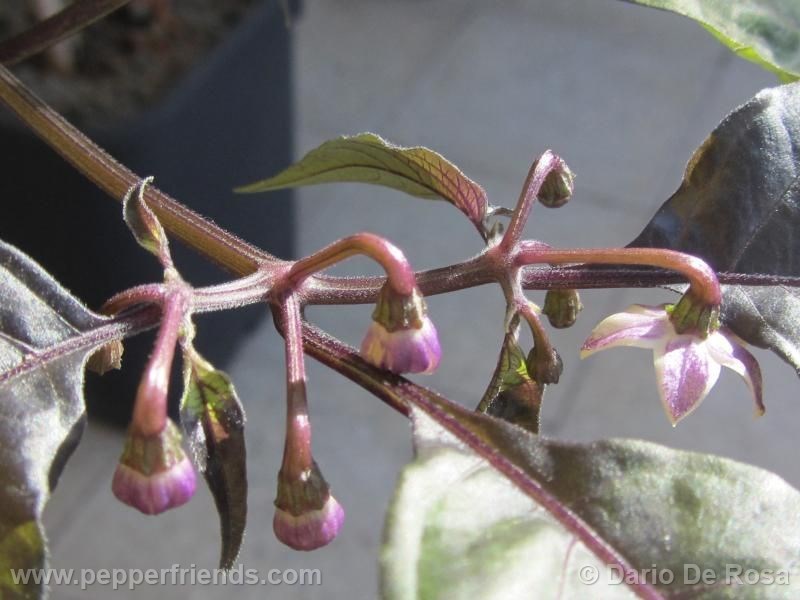 cheiro-roxa_001_fiore_02.jpg
