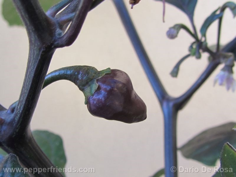 cheiro-roxa_001_frutto_01.jpg