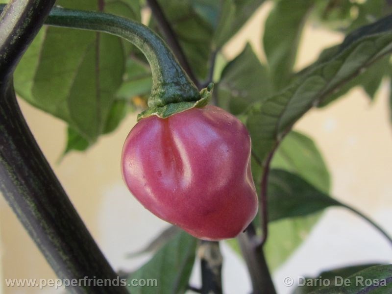 cheiro-roxa_001_frutto_02.jpg