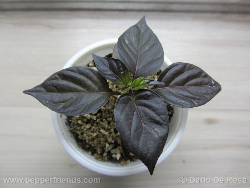 cheiro-roxa_001_pianta_02.jpg