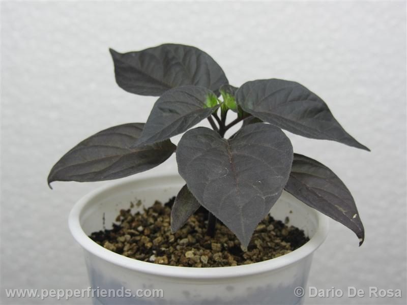 cheiro-roxa_001_pianta_03.jpg