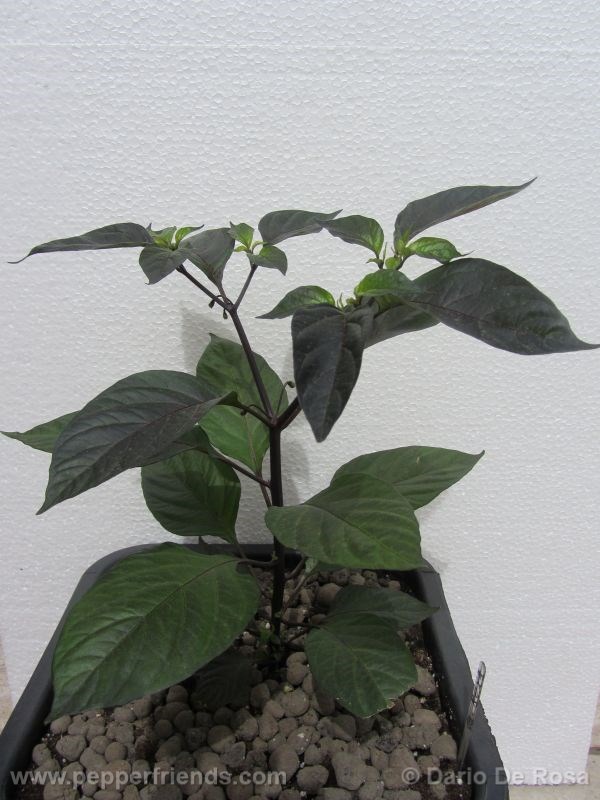 cheiro-roxa_001_pianta_05.jpg