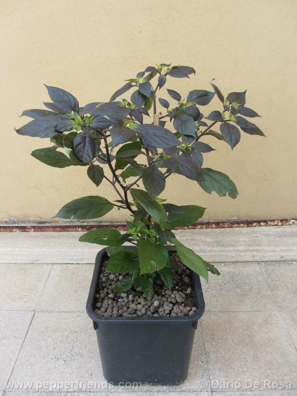 cheiro-roxa_001_pianta_06.jpg