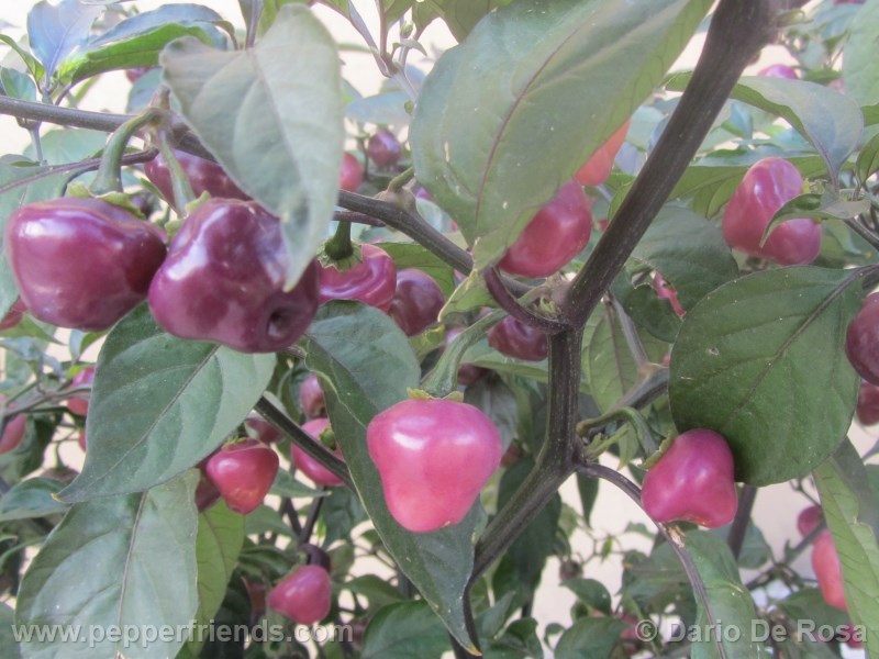cheiro-roxa_002_frutto_05.jpg