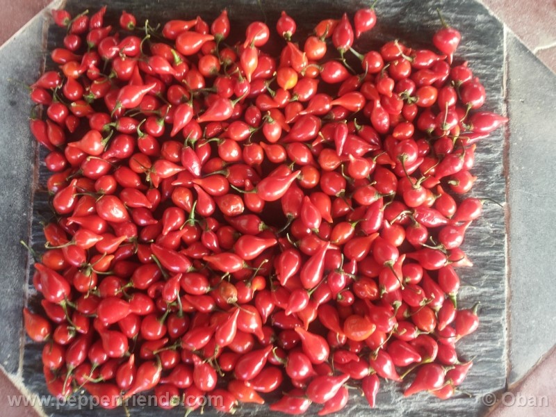 chupetinho_003_frutto_07.jpg